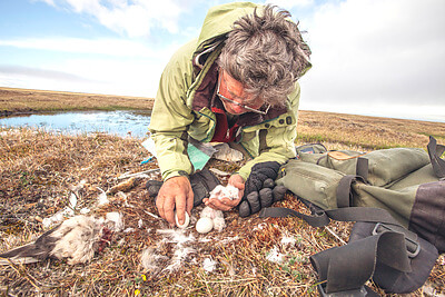 Owl researcher, Denver Holt works over one of this season's snowy owl nests in Barrow, Alaska. Founder and president of the Owl Research Institute, Denver carries a legacy of 25 years of snowy owl research. After much recognition he remains humble and most important, respectful and loving to the tundra and owls. Sharing in his field work is an amazing learning experience. On each nest he measures the captured pray, owlet conditions and egg hatching while cautious parents look over him and sometimes dive bomb to protect their nest. Denver practices a fast and gentle approach to minimally disturb the owl's natural process. I'm documenting Denver's work as part of a story on Arctic researchers. He kindly took me to the three nests this season has to offer. After much hiking in the spongy cold tundra, with temperature around 30F we reached the first nest and discovered these recently hatched owlets. Credit: Florencia Mazza Ramsay