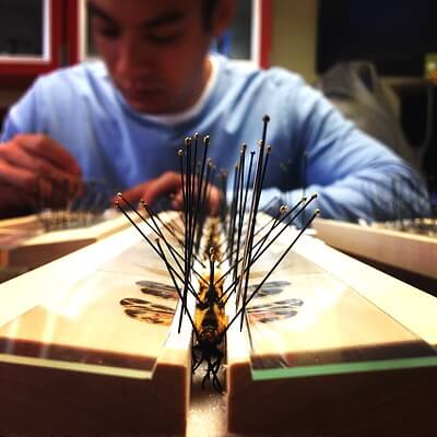 Stephen Mason, Curatorial Assistant at the Academy of Natural Sciences, spreads moth and butterfly specimen's wings and sets them out to dry in place so that they may be identified and integrated into the Academy's entomology collection which houses over 105,000 different species. Credit: Isa Bentancourt