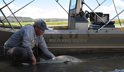 The photo was taken in the Missouri River above the confluence of the Marias River (Decision Point of the Lewis and Clark voyage). The photo is of graduate student Luke Holmquist (Montana State University) releasing a female pallid sturgeon that was captured moments earlier. The pallid sturgeon is an endangered species and so happens to be the species that has the most money dedicated to its recovery of all the endangered species in the United States. The fish in this photo is from the 1997 year class that was produced in the hatchery and released in 1998. She is 19 years old and just became sexually mature. She didn't spawn this year and is currently going atretic. Credit: Christopher Guy