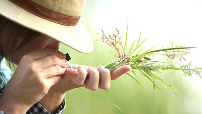 Carla DeMasters, MS, identifies plants as part of a restoration project with Denver Botanic Gardens. The project focuses on restoring 5.5 acres of degraded riparian habitat outside of Denver, Colorado. Credit: Gavin Culbertson