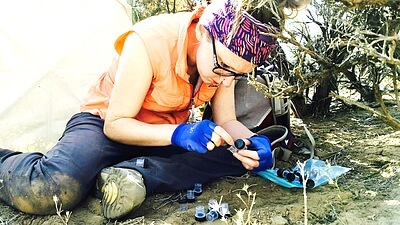In this photo I am sorting and counting the spiders that were just collected in the field at Craters of the Moon National Monument and Preserve in southern Idaho. I use a beating sheet, which was propped up behind me at that moment for shade as I separated the specimens, to collect jumping (Salticidae) and crab (Thomisidae) spiders from vegetation. I collect in vegetated islands, called kipukas, that are surrounded by a harsh landscape of basalt lava flows. There are over 500 kipukas at Craters of the Moon. These kipuka islands vary in age, area, and isolation and I am interested in how these factors influence the biological community present within them. Along with collecting jumping and crab spiders I also collect representatives of the plant community to get a snapshot of the community present in that particular kipuka. Credit: Katie Peterson
