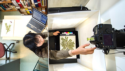 Katherine Fu, Ph.D. student with Denver Botanic Gardens, images specimens from the Kathryn Kalmbach Herbarium of Vascular Plants. Specimen images and data are shared through biodiversity portals expanding access to these valuable collections. Credit: Dressel Martin