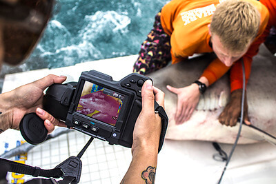 University of Miami Shark Research & Conservation photographer Christopher Brown captured this image of graduate student Jake Jerome safely restraining a bull shark (Carcharhinus leucas) while Dr. Natascha Wosnick used a Flir T420 thermal imaging camera to analyze the influence of solar irradiation on shark recovery. Dr. Wosnick’s current research efforts include evaluating how the exposure to air temperature can influence the post-release thermal dynamics of coastal shark species. Credit: Christopher Brown