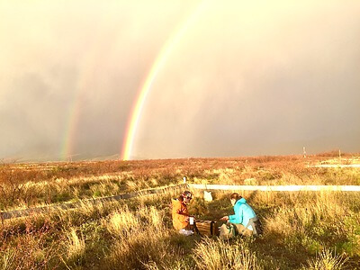 Researchers Glenda Yenni (left) and Ellen Bledsoe (right) check rodent traps early one morning as a rainstorm lifts outside Portal, Arizona. Twenty-four long-term experimental plots enclosed by low metal fences have been censused nearly every month for the past 40 years at the site. The project, started by University of New Mexico ecologist Jim Brown in 1977, has resulted in one of the longest-running public data sets on community ecology and ecosystem change in existence, and has been the focus of dozens of dissertations and scientific papers. Credit: Joan Meiners