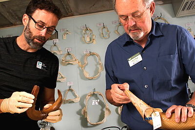 Florida Museum division of fishes curator Larry Page and collection manager Rob Robins check the identification of two individuals of gar collected from Cuba at the request of an outside researcher. The fish collection at the Florida museum contains more than 2.2 million specimens and was ranked as the tenth most important fish specimen resource in North America. Credit: Zach Randall