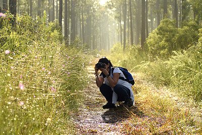 In this picture, Cleopatra Pimienta, a biologist and Doctoral candidate at Florida International University, is working on her photographic record of insect-pollinated flowers in the pine rockland habitat, deep in the Everglades in south Florida. Cleopatra is seeing here taking a picture of the flaxleaf false foxglove (Agalinis linifolia). This wetland plant is highly visited by native bees and serves as a host for caterpillars of a species of butterfly common in the area, making it a keystone species in this habitat. Credit: Carlos Ruiz