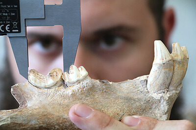 Nick Freymueller, a masters student at the University of New Mexico, measures the lower carnassial length of the late Pleistocene-age scimitar cat Homotherium serum at the Texas Memorial Museum in Austin. Molar lengths allow paleoecologists to determine the body size of extinct species, which is crucial in understanding how they interacted with each other in ancient ecosystems. Credit: Nick Freymueller