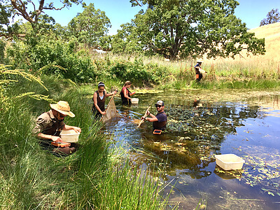 Summer field researchers from the Johnson Lab at the Department of Ecology and Evolutionary Biology in the University of Colorado, Boulder are pictured at the University of California Blue Oak Ranch Reserve conducting aquatic sampling of amphibians and their parasites as part of a study to explore how multi-host, multi- pathogen interactions drive infection dynamics in complex communities and landscapes. Graduate and undergraduate assistants from left to right Neal Handloser, Mary Jade Farruggia, Meg Summerside, Evan Esfahani and Travis McDevitt-Galles. Credit: Mike Hamilton
