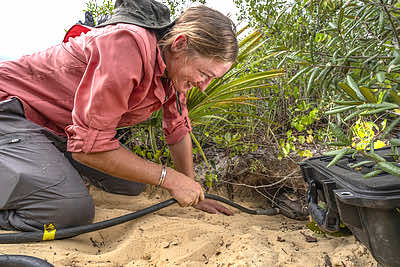 Wildlife biologist Chelsea Moore, from Archbold Biological Station, is demonstrating how to "scope" a Gopher Tortoise burrow. Burrows can be up to 30 feet long, so an attached camera provides a live feed to the biologists. Gopher Tortoise burrows are used by hundreds of animals, including bugs, mammals, reptiles, and birds. Credit: Dustin Angell