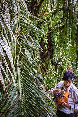 Recent Boston University graduate Elena Gomez amidst thousands of reproducing gliding treefrogs, <em>Agalychnis spurrelli</em>, at a remote pond on Costa Rica's Osa Peninsula. Elena helped record and describe the natural history of explosive breeding in gliding treefrogs in 2021, where up to tens of thousands of individuals aggregate for a few hours to breed on leaves that overhang a large pond. Credit: Brandon Güell