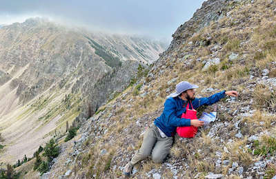 Joseph Kleinkopf, a PhD student at the University of New Mexico, collects alpine plants from the steep north face of Sheepshead Peak (12,696 ft elevation) situated in the heart of the Pecos Wilderness of New Mexico. Credit: Joseph Kleinkopf