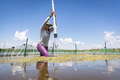 Dr. Janelle Goeke collects biomass cores from experimental fish exclosures in the Everglades Stormwater Treatment Areas on the border of the Everglades Protection Area. Credit: Brandon Guell