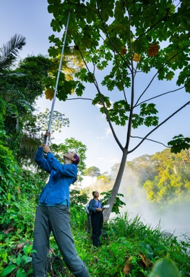 Alyssa Kullberg and Lauren Coombs collect canopy leaves from a Cecropia tree at the Boiling River in the Peruvian Amazon. Credit: Riley Fortier