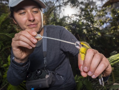 Ryan Wagner is giving a kiwikiu, also known as the Maui parrotbill, a few droplets of medicine from a pipette. A boost of electrolytes and protein help strengthen the bird for a quick helicopter flight to the Maui Bird Conservation Center. Credit: Ryan Wagner